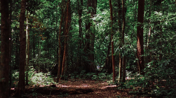 Bo gdy firmy rosną, to rosną także lasy! – wywiad z Michałem Pacą, założycielem fundacji “Las na Zawsze”